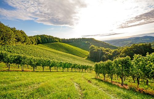 Vines in a vineyard in autumn - Wine grapes before harvest
